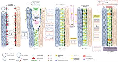 Crossover interference mechanism: New lessons from plants